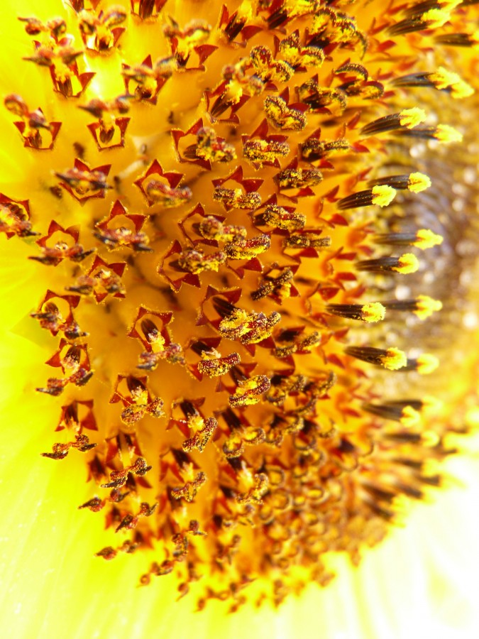 flower, detail, interior, pollen, close-up, macro, yellow, nature, background, tubular flowers 