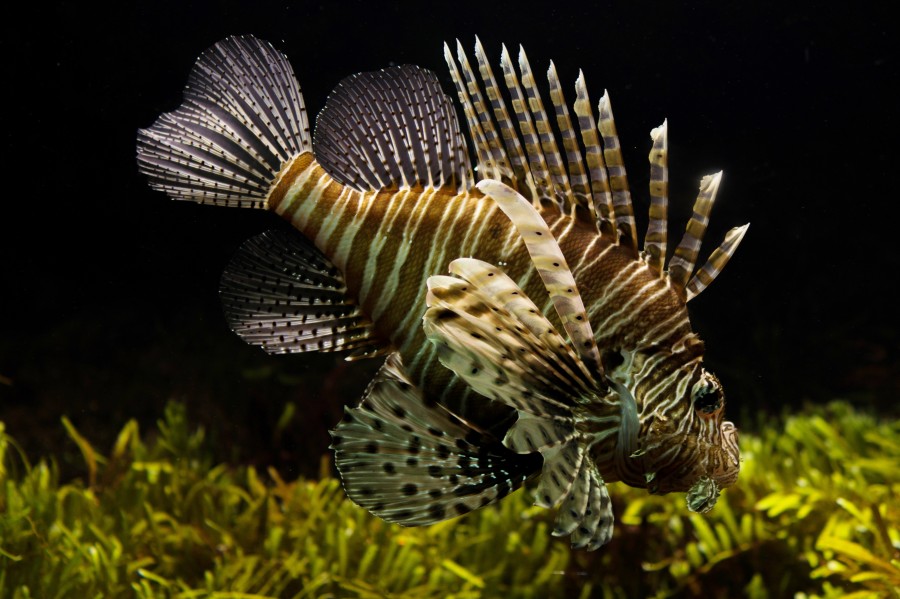 lionfish, close-up, one, colorful, tropical, caribbean,