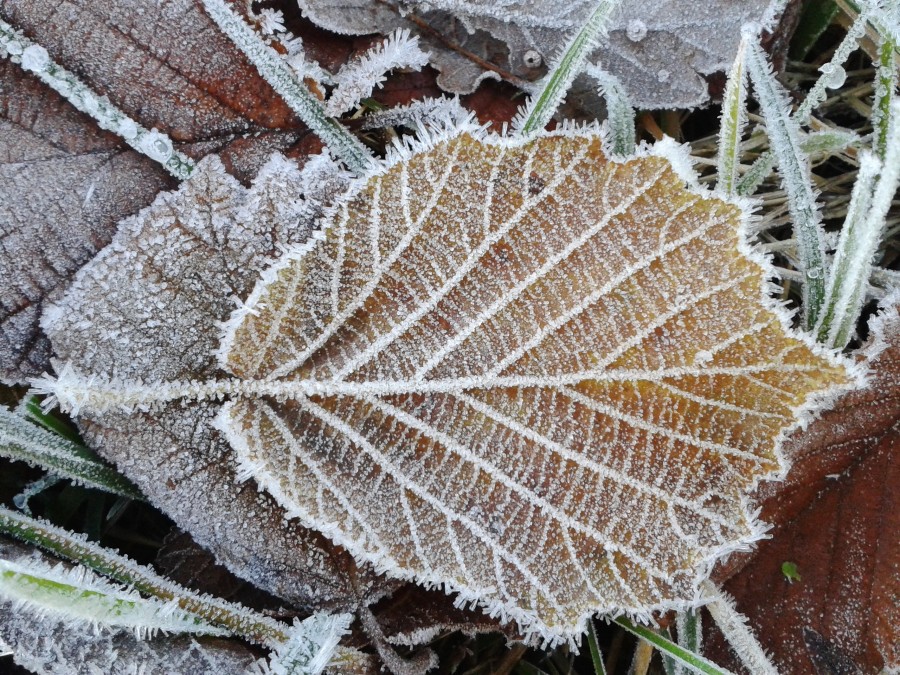 leaf, ice, frozen, glass, winter, nature, nobody,