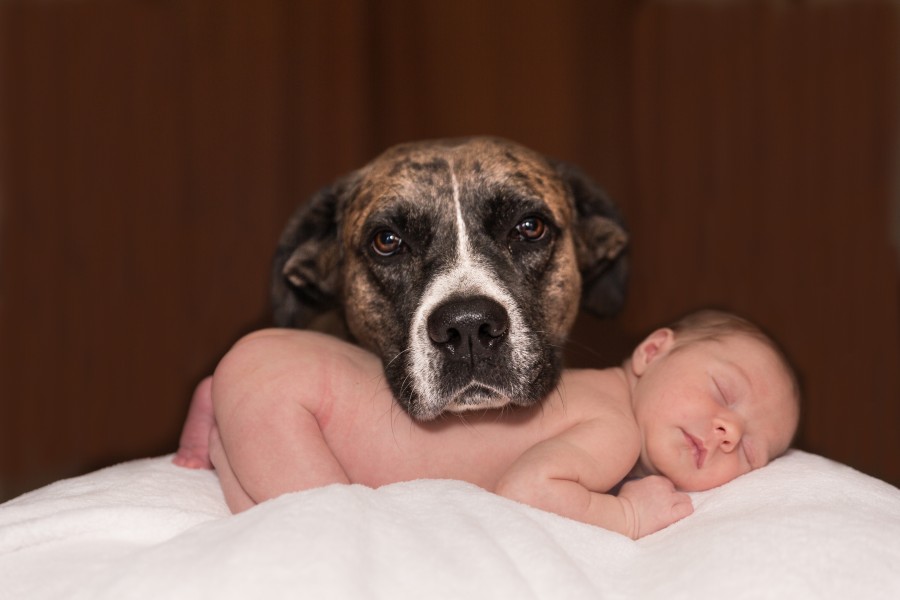 baby, newborn, adorable, pitbull, mestizo, brindle, close-up, look, tenderness, sleeping, rest, child, faithful friend, dog, animals, small, love, child, pet, free photos, free images
