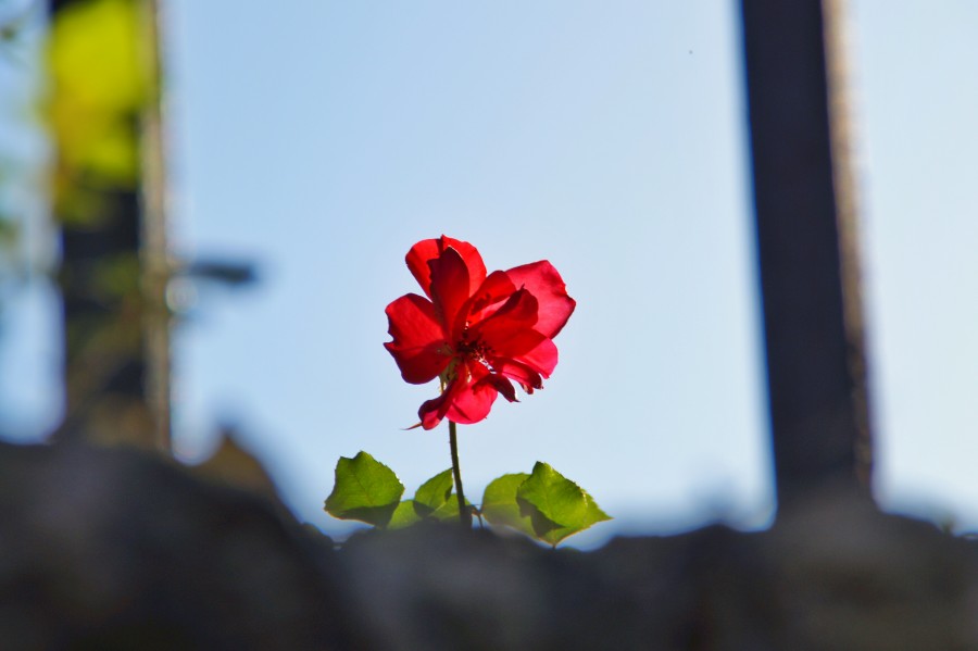 flower, red, close-up, flower, nobody, flower, spring,