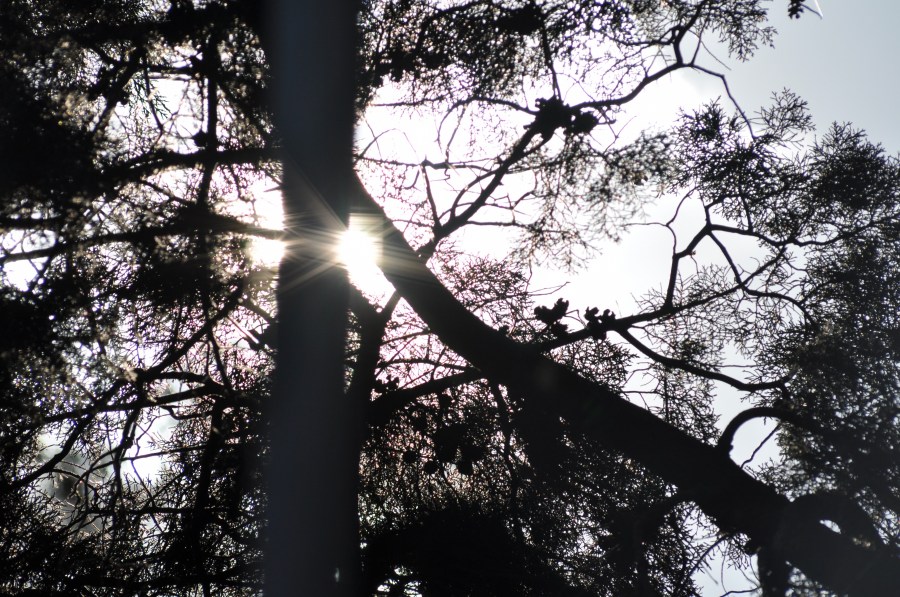 Backlit, silhouette, sun, branches, tree 