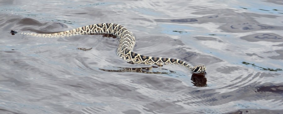 snake, reptile, river, water, swim, swimming, wild, poison, poisonous,