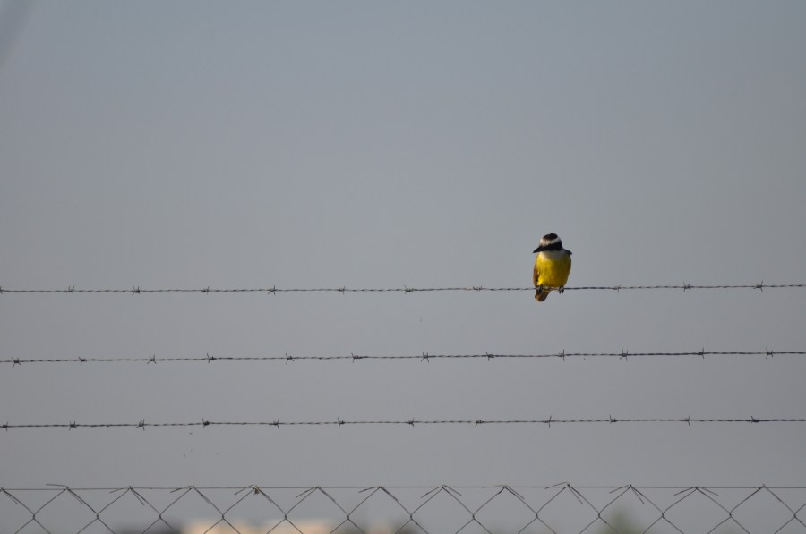 Bird, posing, barbed wire, fence 