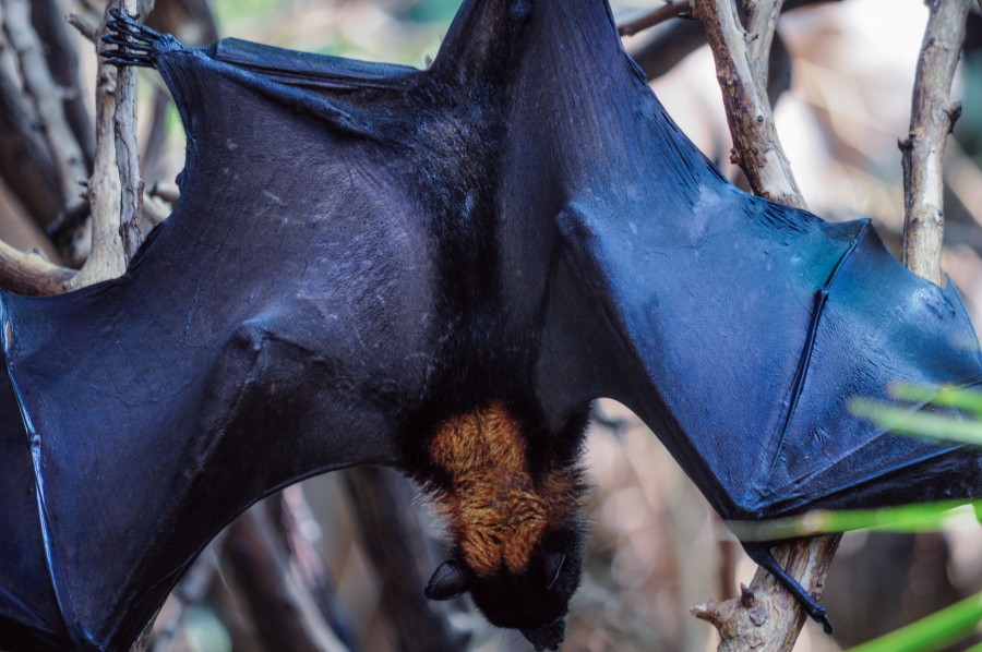 Nocturnal, bat, wings, branches, hung, wild animal, Pteropus vampyrus, Foxes Volares, frugivores, crepuscular