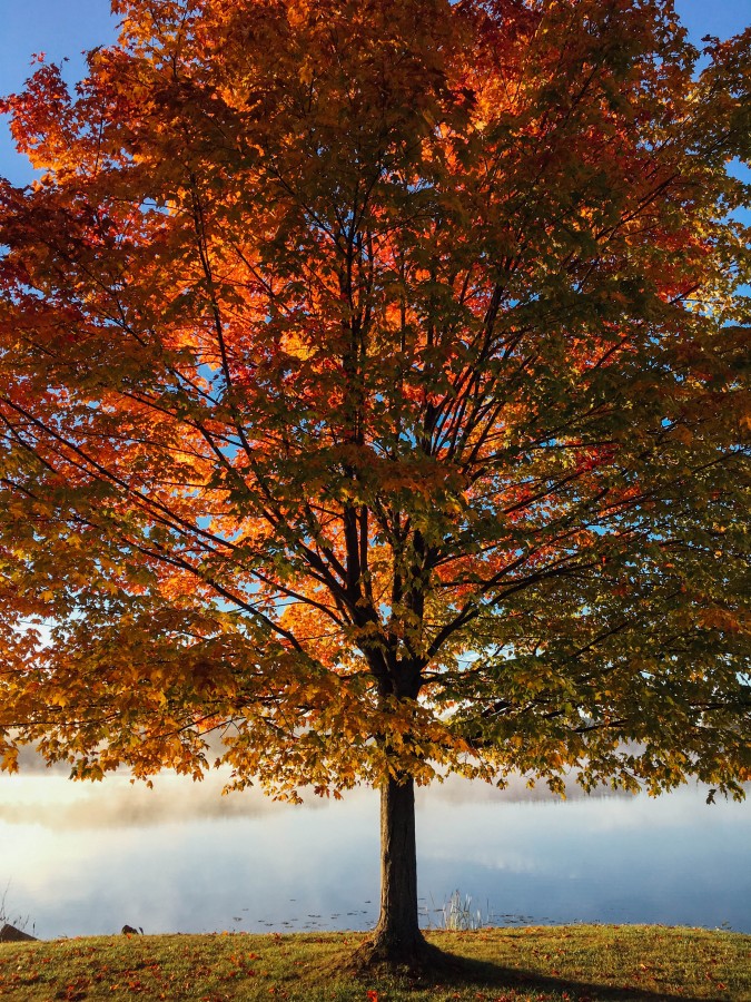 autumn, tree, nature, seasons, front view, red, lake, quiet, tranquil, coast,