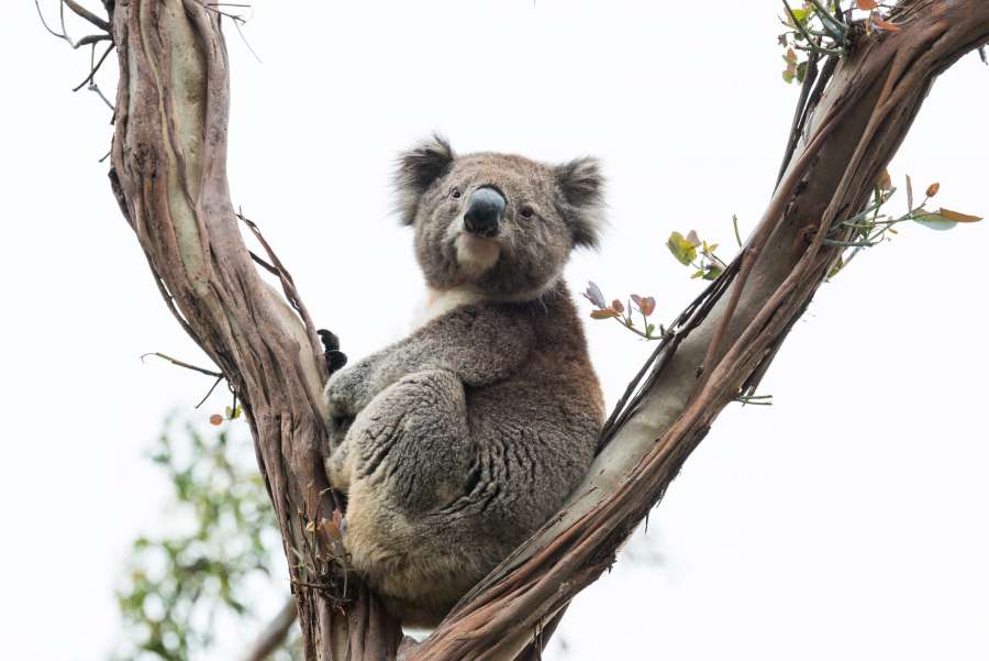 koala, nature, wildlife, animal, marsupial, australia, tree, cute, mammal, wild, fur, eucalyptus, branch, bear, australian, gray, native, grey, furry, young, queensland, portrait, looking, natural, leaf, baby, cuddly, zoo, koalas, koala bear, forest, endangered, melbourne, environment, wood, leaves, face, sitting, brown, fauna, habitat, background, outdoor, herbivore, arboreal, herbivorous, resting, climb, fluffy, looking at camera