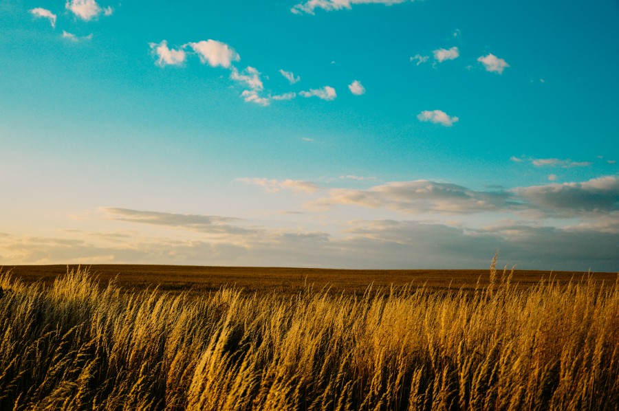 landscape, field, blue, sky, clouds, sunshine, sunset, crops, plants, nature, 