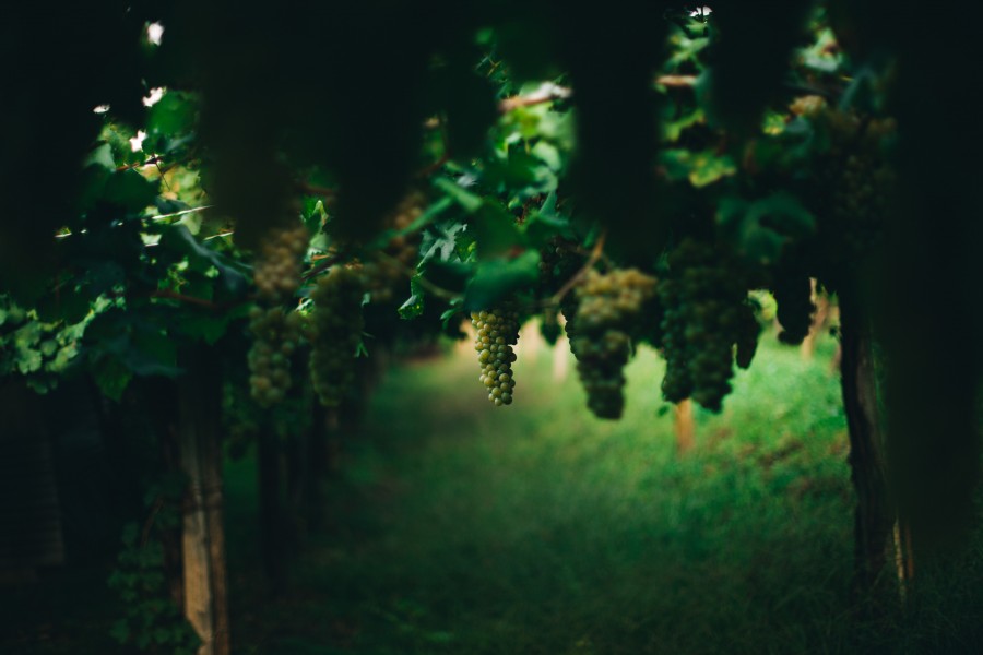 grape, grapes, vineyard, white grape, farming, gardening, fruit, fruits, nature,