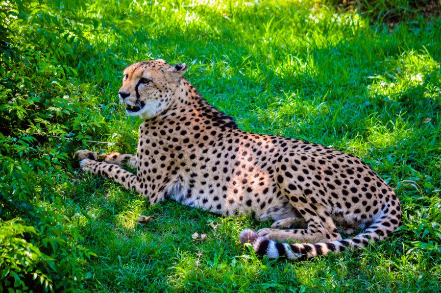 Cheetah, spots, fast, animal, wild, feline, carnivore, hunter, Acinonyx jubatus, steppe, savannah, africa, mane, fur, exotic, animal faster, Lawn, green, nature