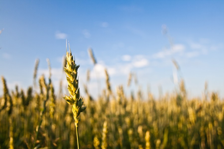 wheat, grain, buckwheat, field