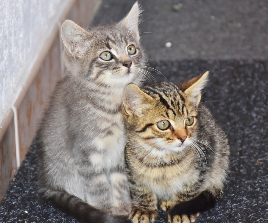Kitten, cat baby, young animals, aggressive, hunt, cat, Skins, lovely, animals, carnivores, cute, fluffy, Hair, baby, mammal, paw, pets, playful, portrait, Thoroughbred, curious, wanted, free photos, Free images, domestic cat, animal head, portrait, Domestic Cat, Cute, Kitten, Animal, Photography, Looking At Camera, Domestic Animals, Young Animal, Color, Day, Horizontal, Indoors, Pets, No People, Animal Eye, Animal Body Part, Animal Themes, An animal, adorable, cute, pet, furry, mane, Colors, hairs, stripes, feline, pussycat, micifuz, michino, madrileño
