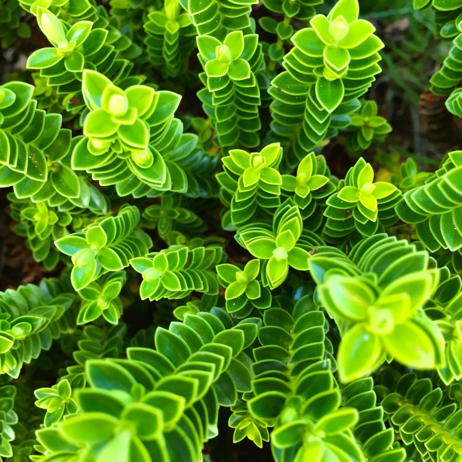 plant, green, fluor, color, colorful, nature, background, background, leaf, leaves, nobody, intense,