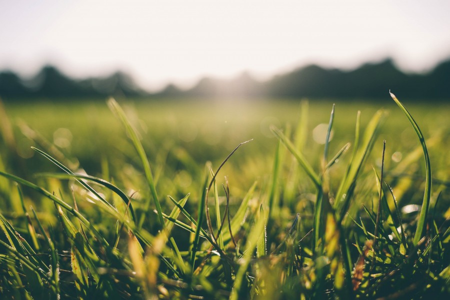 lawn, grass, garden, green, sunset, sunshine, close-up, nobody,