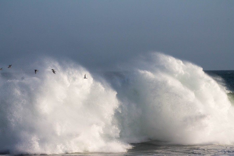 wave, sea, bubble, gull, gulls, background, background, nobody, bird, birds, seagulls