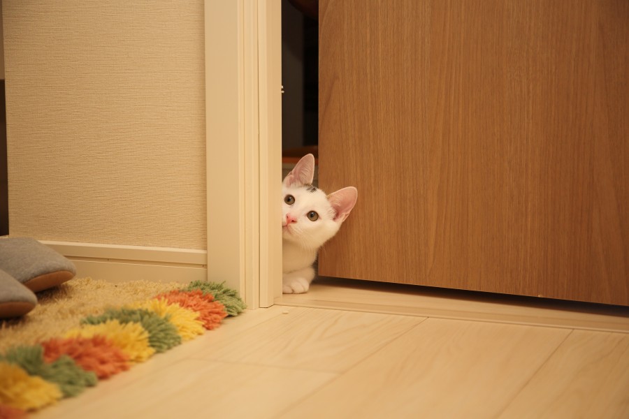 cat, animal, pet door, curiosity, curious, hidden, hiding, fear, fright, kitty cat wallpaper