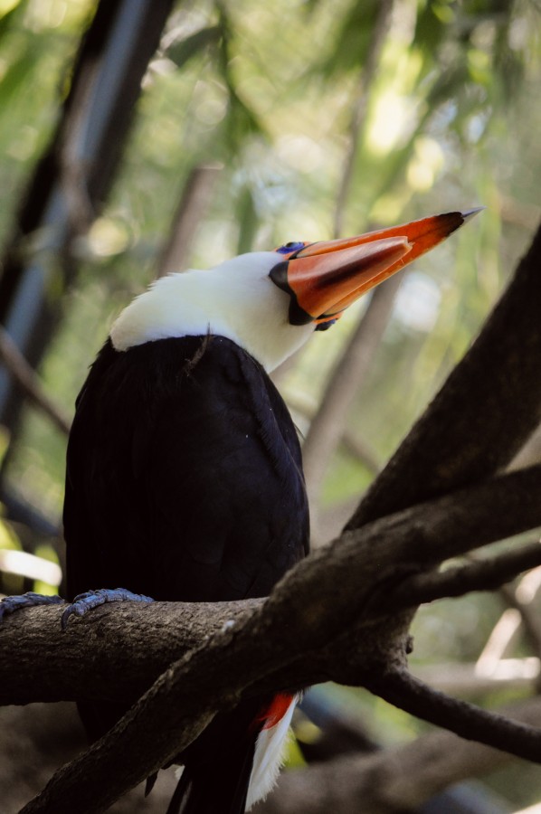 bird, toucan, feathers, beak, orange, colorful, nature, wildlife, animal, branch, tree, ranfástidas, common toucan, wildlife, tropical