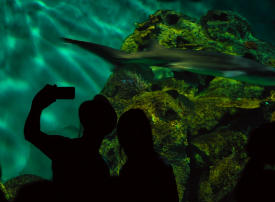 selfie, cellular, couple, young, aquarium, ride, fish, sharks, sea bottom, sea life, fish bowl, ride, man, woman, hat, shades, photography