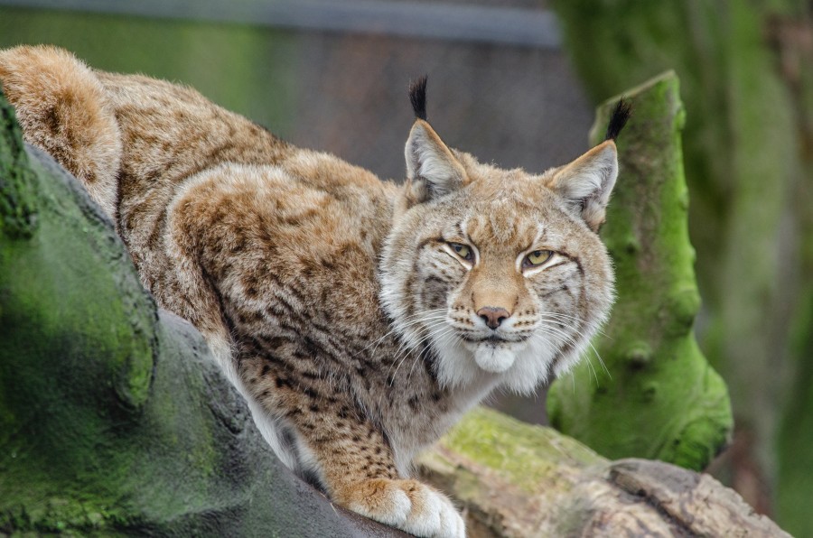 lynx, feline, animal, one, wild, jungle,