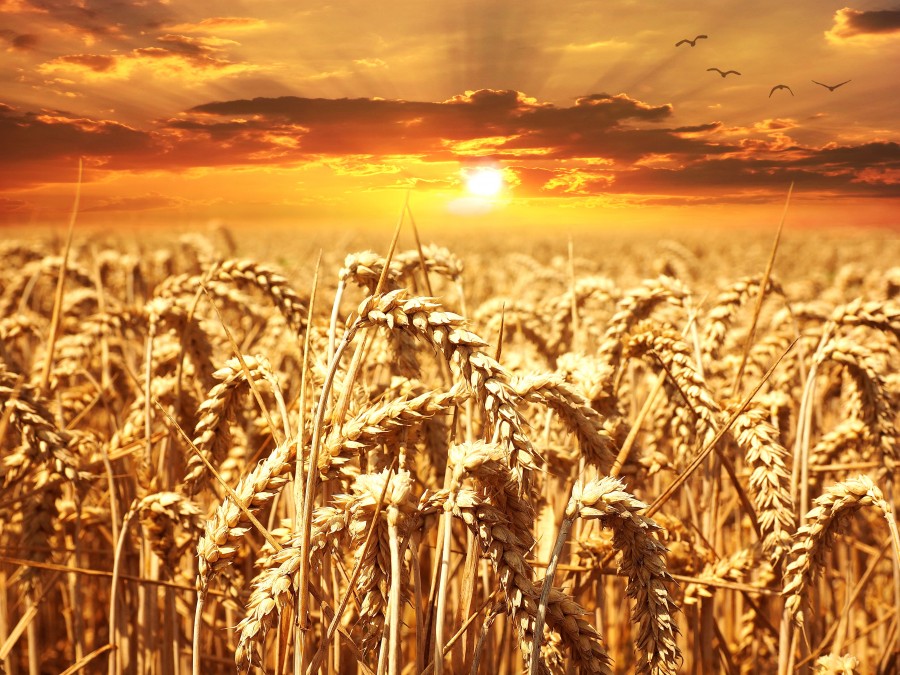 wheat, sunset, field, nature, culture, golden, spike,