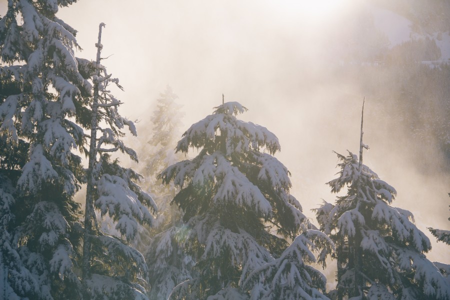 forest, mist, fog, mist, cold, steam, snow, landscape, nature, pine, pine tree, trees,