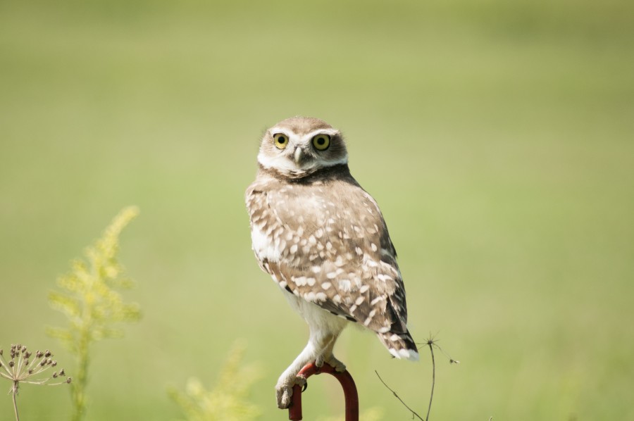 owl, animal, bird, nocturnal raptors, feathers, wings, wild animal, wildlife, species, nature
