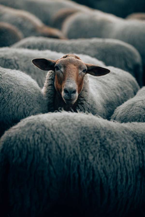 sheep, livestock, animal, wool, agriculture, farm, portrait, mammal, farming, white, grass, cute, nature, green, field, lamb, meadow, looking, young, spring, rural, background, domestic, fur, ewe, summer, natural, one, pasture, head, countryside, herd, flock, grazing, farmland, woolly, face, camera, outdoors, standing, funny, outdoor, new, landscape, beautiful, cattle, breed, nobody, view