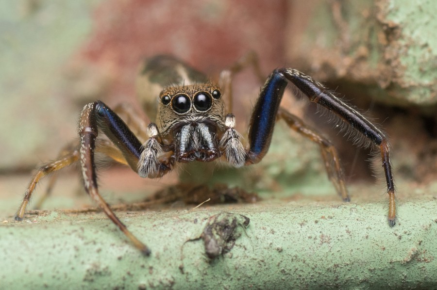 spider, close-up, insect, eyes, one, animal,