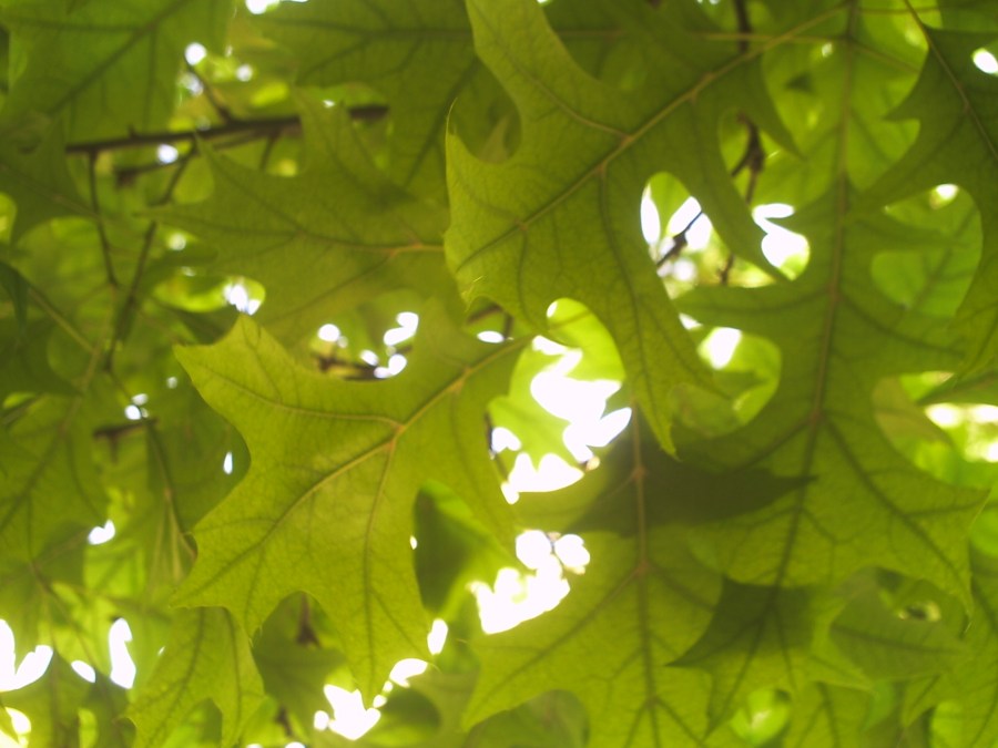 Sheets, Texture, Textures, Tree, Green 