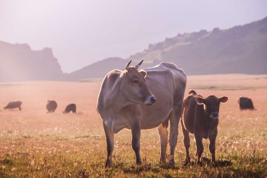 farm, field, agriculture, nature, animal, pasture, rural, mammal, cattle, meadow, calf, sunset, cow, beef, grass, farming, livestock, grazing, landscape, green, herd, dairy, ranch, summer, black, milk, countryside, domestic, graze, meat, scenery, farmland, outdoor, sky, white, pastoral, scenic, brown, background, standing, female, view, bovine, sunrise, cloud, sunlight, spring, beast, red, ky