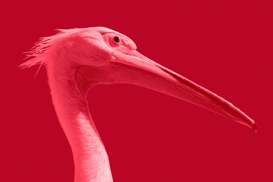 bird, pink, flamingo, head, colorful, 