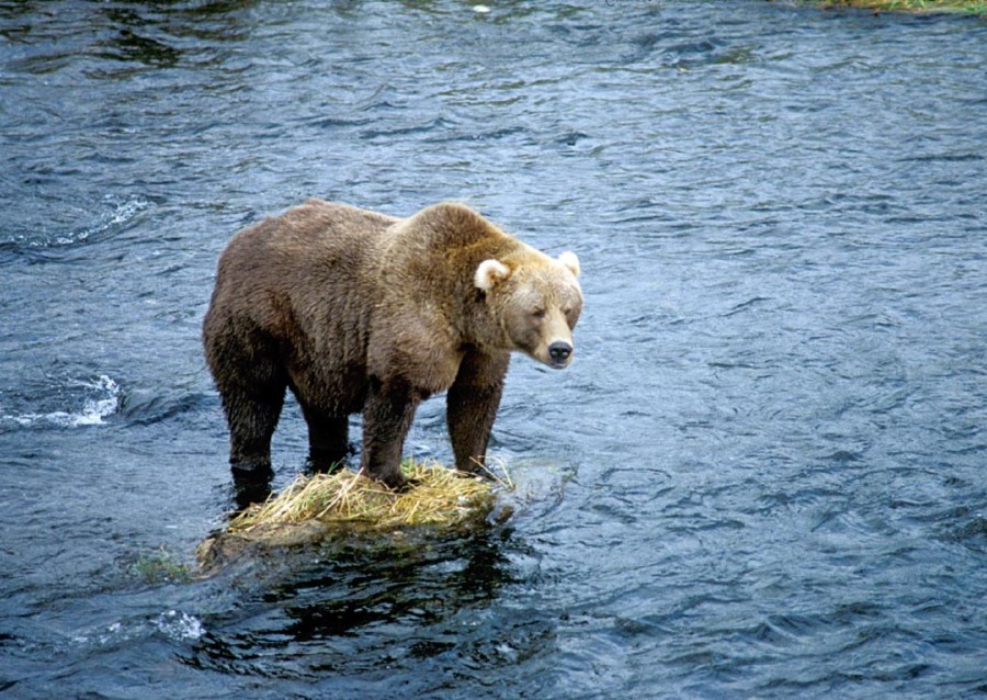 grizzly bear, bear, animal, river, mammal, one, wild,