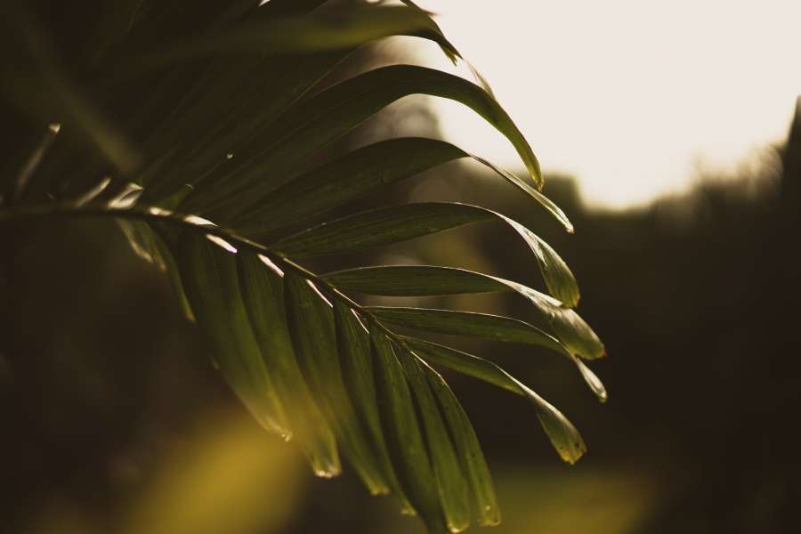 green, summer, palm, tropical, leaf, background, plant, nature, tree, white, decoration, exotic, jungle, beach, floral, foliage, isolated, flora, illustration, wallpaper, spring, vector, texture, hawaii, garden, branch, pattern, design, fashion, botanical, natural, print, art, monstera, tropic, paradise, forest, black, brazil, set, banana, closeup, beauty, retro, beautiful, vintage, trendy, decorative, miami, california