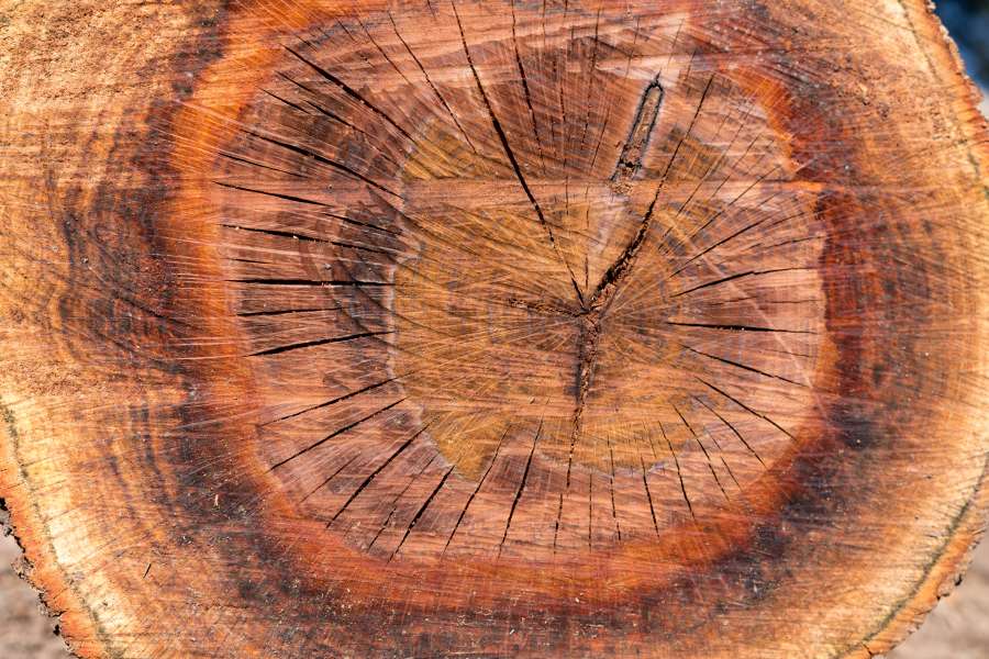 Close up, Cork, Oak, Quercus suber, cross section, Texture, Background, Wood, Outdoors, Macro, Tree, Trunk, Rings, lumber, log, wooden, industry, timber, 