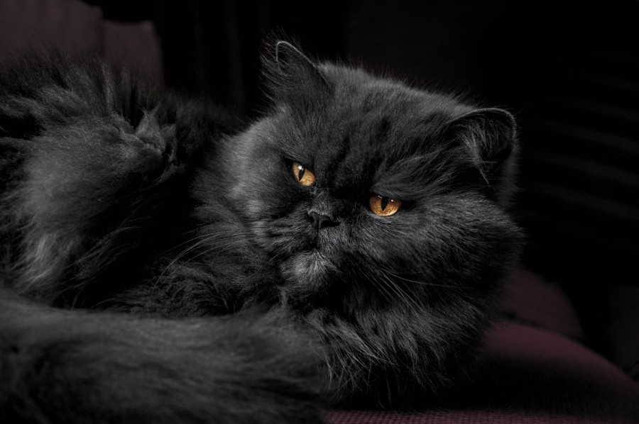 Kitten, cat baby, young animals, aggressive, hunt, cat, Skins, lovely, animals, carnivores, cute, fluffy, Hair, baby, mammal, paw, pets, playful, portrait, Thoroughbred, curious, wanted, free photos, Free images, domestic cat, animal head, portrait, Domestic Cat, Cute, Kitten, Animal, Photography, Looking At Camera, Domestic Animals, Young Animal, Color, Day, Horizontal, Indoors, Pets, No People, Animal Eye, Animal Body Part, Animal Themes, An animal, adorable, cute, pet, furry, mane, Colors, hairs, stripes, feline, pussycat, micifuz, michino, madrileño

