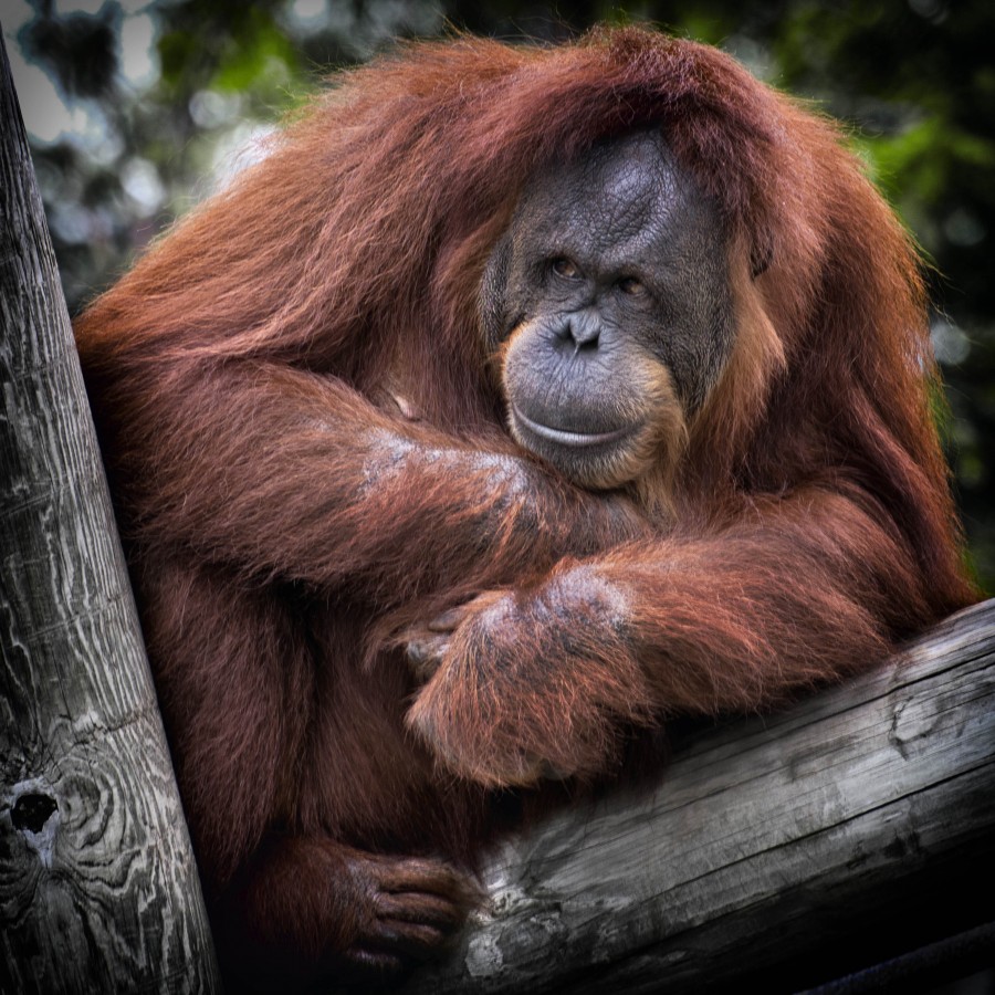 climbing, orangutan, outdoor, zoo, saint paul, minnesota, park, animal, one,  monkey, 