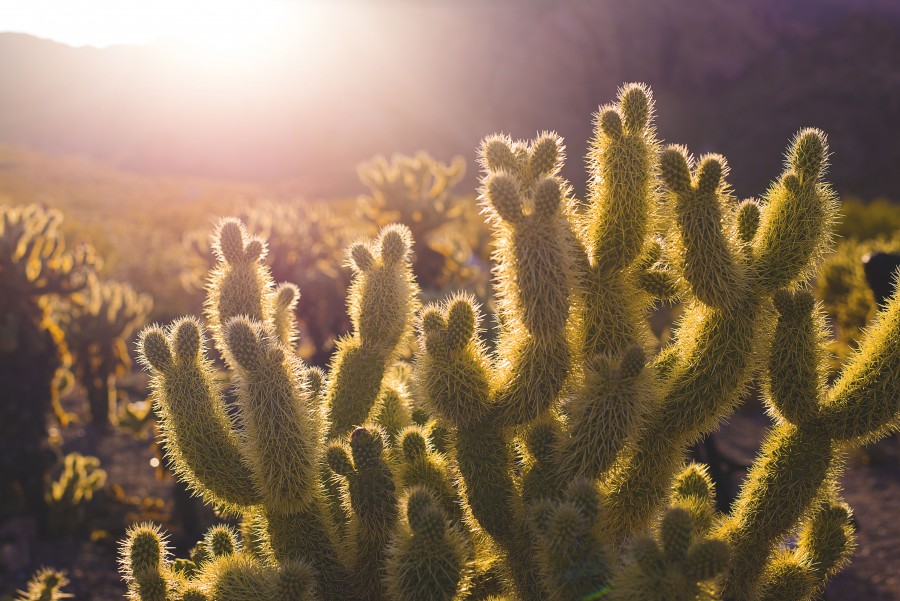 cactus, plant, desert, desert-thorn, thorns, nobody, sunset, sunset, sunset, nature, arid, landscape,