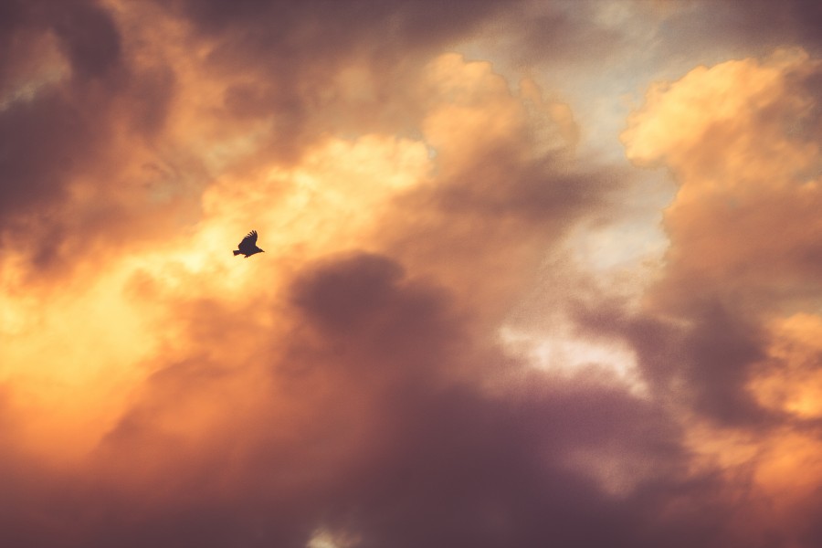 sunset, sky, landscape, cloud, clouds, bird, flying, flying, nature,