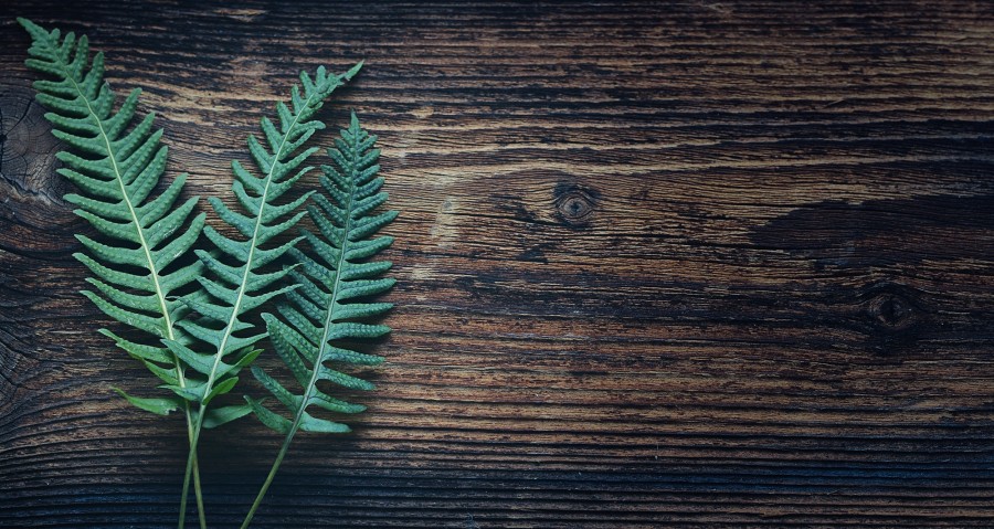 wood, background, leaves, fern, nobody,