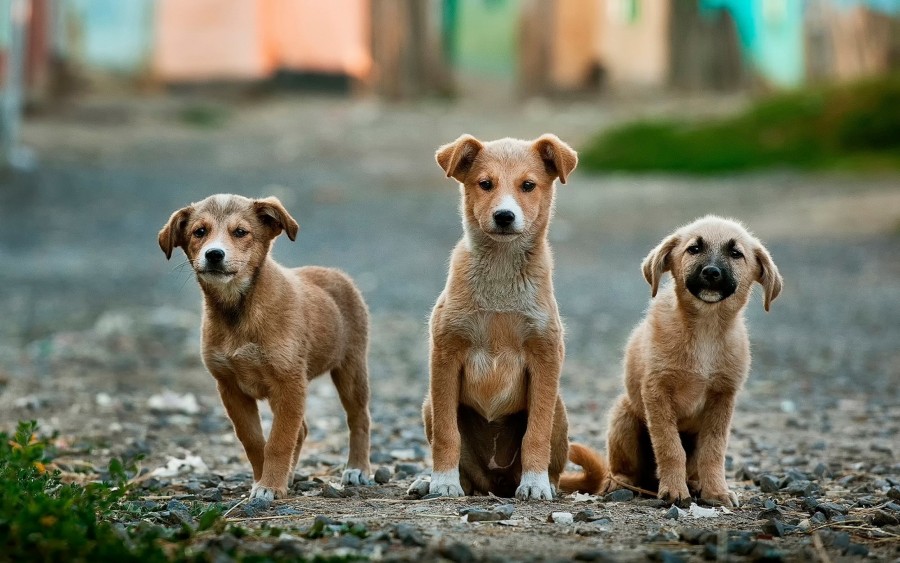 dog, dogs, puppies, puppy, three, looking at camera, pet, tender, tenderness,