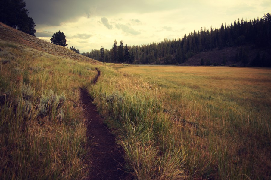 field, outdoor, landscape, nature, road, trail,