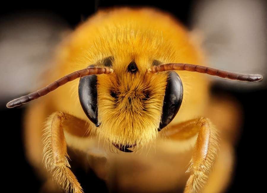honey, macro, bee, worker, pollinic, farmer, sweet, swarm, beeswax, collective, farm, domesticated, pollinate, colony, nest, queen, many, agriculture, honeycomb, plant, yellow, animal, nectar, closeup, garden, flower, nature, pollen, insect, pollination, stored, pellets, big, healthy, honey bee, food, collected, orange, royal, ambrosia, summer, leaf, outdoor, fly, wing, green, blossom, eco, spring, beautiful, white, bright, health, work, natural, balls, season, flying, supplement, bee pollen, brood, nutrition, raw, enzymes, powder, product, ingredient, alternative, honeybee, worker bee, organic, feeding, bacopa, packed, medicine