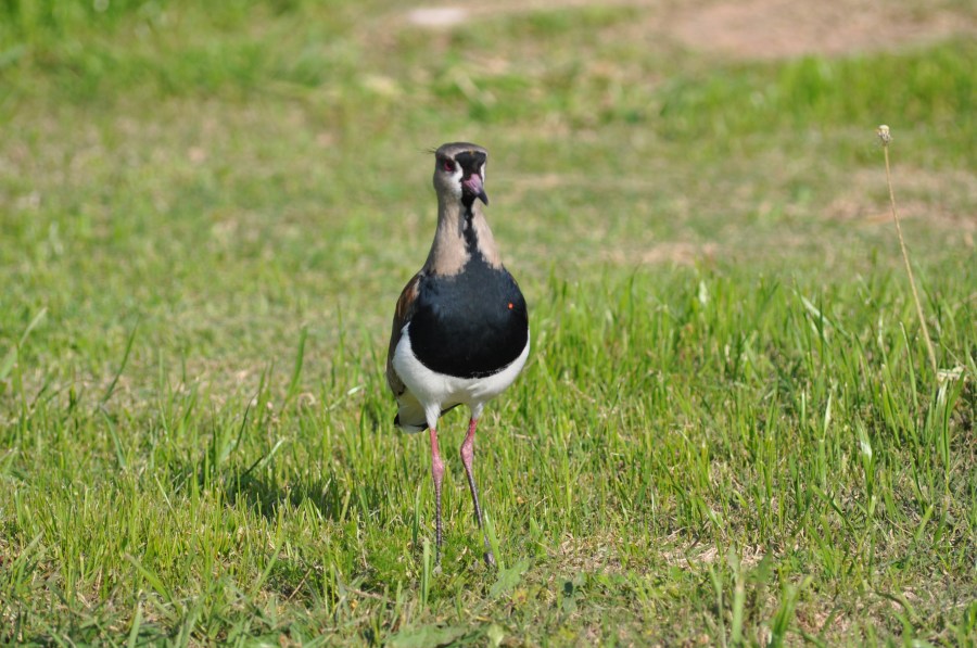 One Animal, Bird, Tero, bird 