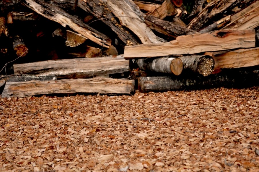 background, background, leaf, leaves, dry, dry, dry, autumn, brown, stack, exterior, garden, wood, firewood, 