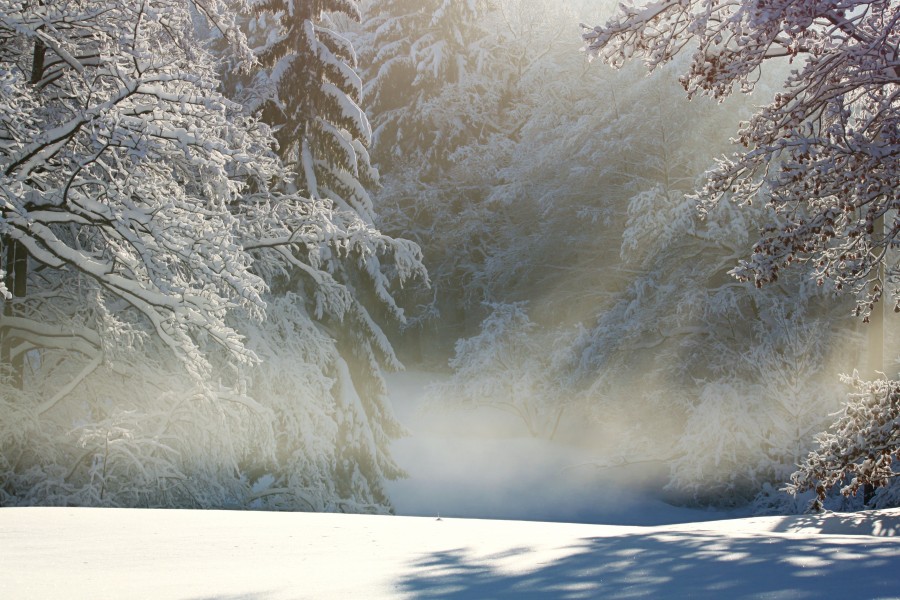 landscape, snow, forest, dawn, morning, nobody, nature,