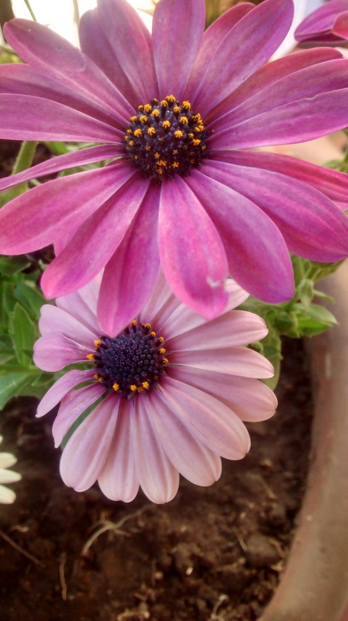 Flower, flowers, gerberas, garden flower pot 