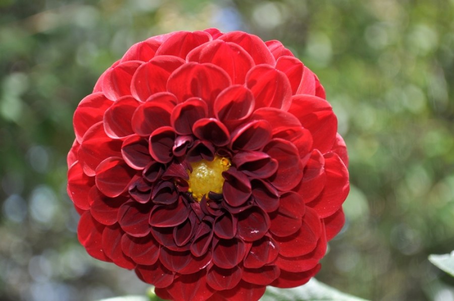 flower, flowers, close-up, red, petal, petals, nature, 