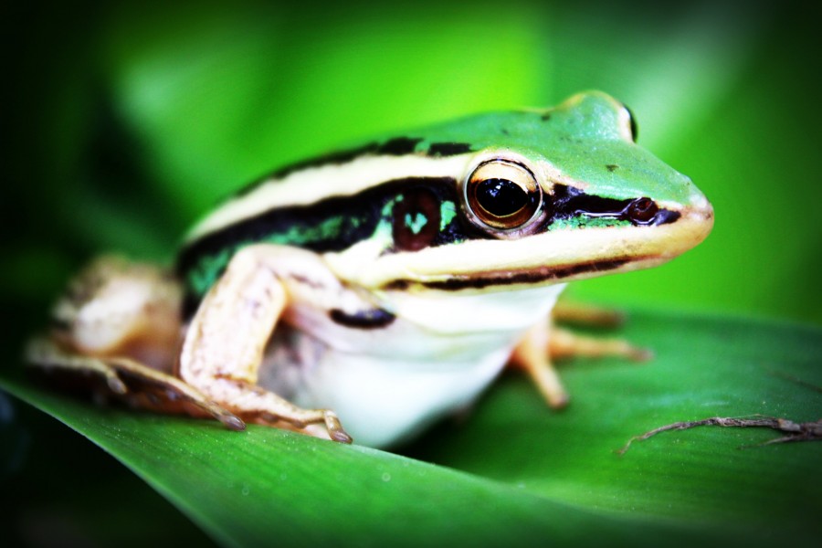 frog, animal, closeup, detail, nature, one, amphibian