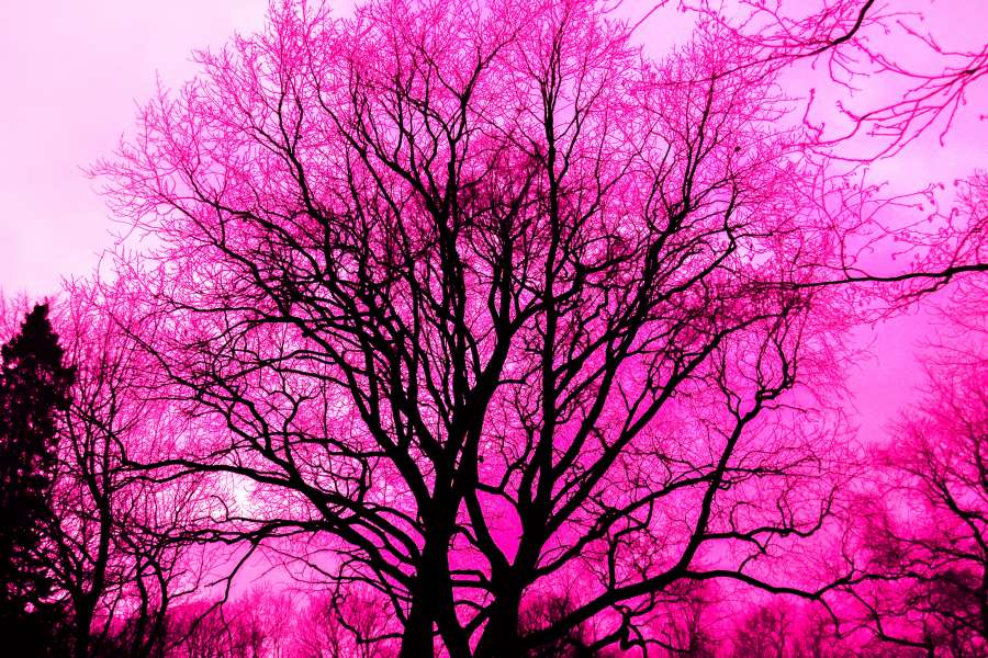 abstract, alone, art, black, branch, bright, color, dark, dawn, environment, fall, fog, HD wallpaper, landscape, nature, outdoors, scenic, silhouette, sun, tree, violet, wallpaper, winter, wood