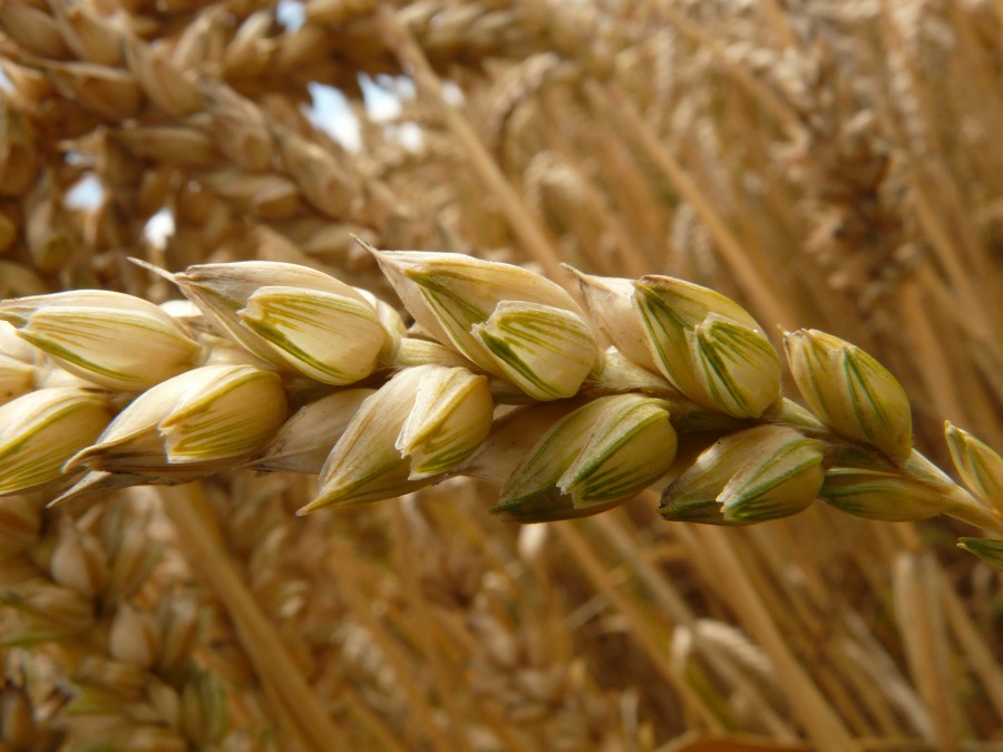 wheat, cereal, grain, field, wheat field, cornfield, plant, eat, food, herbs, spike, gold